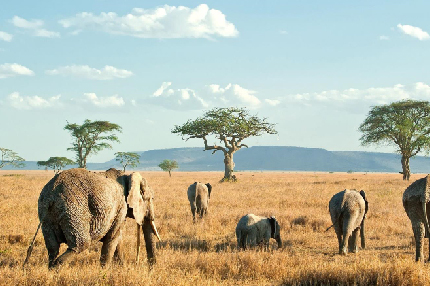 2-days-tanzania-camping-safari