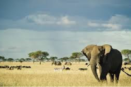 3-days-tanzania-camping-safari