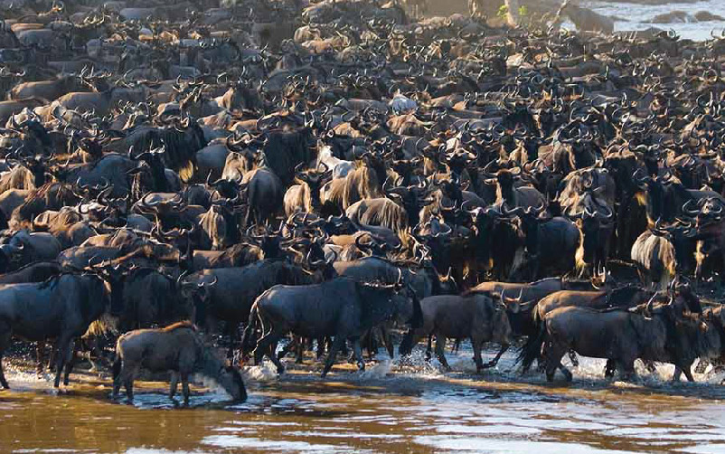 4-days-the-great-migration-tour-safari