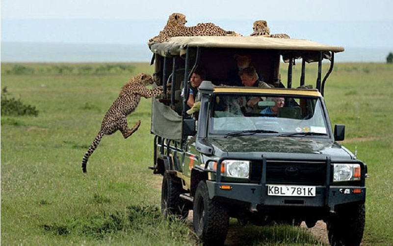 5-days-mikumi-and-ruaha-national-park-from-zanzibar